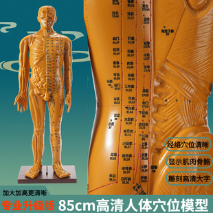 85厘米针灸穴位人体模型大号中医练习十二经络全身铜人形大图教学