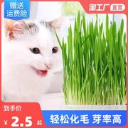 猫草无土盆栽化毛草种子非已种好懒人小麦种子有机猫咪零食品种孑