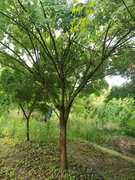 鸡爪槭树 青枫 羽毛枫 各种规格绿化工程苗木庭院绿化植物