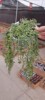 长佛珠情人泪珍珠吊兰，盆栽20厘米长，观花绿色植物多肉肉植物组合