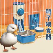鸭子自动喂食器防浪费食盆宠物，喂水器喂食槽柯尔鸭专用饮水器用品