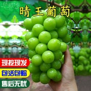 种晴王葡萄树苖无核香印阳光，玫瑰葡萄树苗南北方种植当年结果