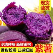 沂蒙山特产新鲜小紫薯，5斤农家自种地瓜紫番薯ambzheifvd
