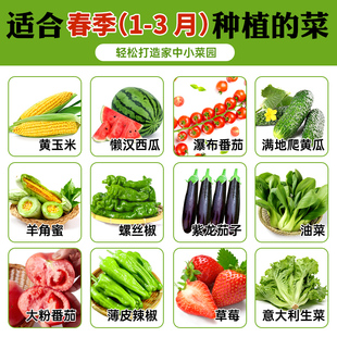 春季耐寒蔬菜种籽大全初春阳台，四季种子葱种香菜菠菜生菜荠菜种孑