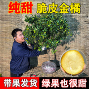 脆皮金桔带果盆栽树苗四季果树可食用橘子苗脆皮金橘室内常绿