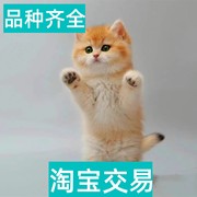 许昌本地猫舍出售金渐层猫幼猫活体长毛金渐层猫蓝金紫金矮脚猫咪
