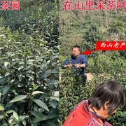 洞庭碧螺春2024新茶明前绿茶，群体种特级旗苏州西山老严手工50g