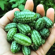 迷你拇指西瓜种子四季水果种籽阳台盆栽蔬菜种子易种西瓜种籽