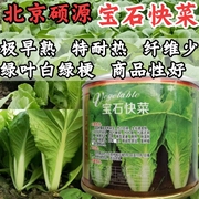 耐热快菜种子硕源宝石快菜小白菜超黄金快菜抗高温夏播蔬菜种子籽