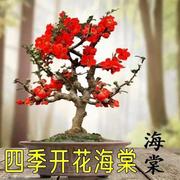 (带698花苞)四地季长寿(季长寿)冠海花盆栽悍栽阳台庭院耐棠寒耐花卉