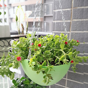 吊篮花盆绿箩盆壁挂式花盆，塑料花盆加厚耐用吊兰花盆