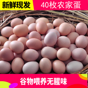 新鲜农家土鸡蛋40枚散养土鸡蛋，放养走地鸡笨草鸡蛋初产蛋牢固包装