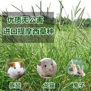 提摩西草种子四季青兔草四季提摩西，草种子养殖龙猫兔子爱吃的草籽