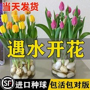 水培郁金香大种球水仙花种子，花卉盆栽绿植物，室内鲜花好养活风信子