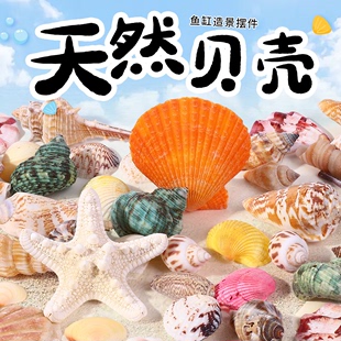小鱼缸海螺贝壳造景摆件全套生态天然真珊瑚装饰品观赏寄居蟹套餐