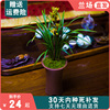 兰花盆栽植物名贵千里香花苗蕙，兰兰花苗带花苞，大众国兰场兰草花苗