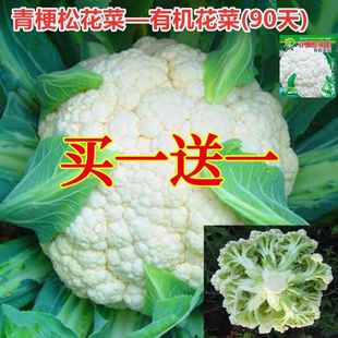 松花菜种子青梗花椰菜高产南北方花菜种籽盆栽春秋四季蔬菜孑