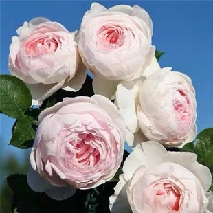 克里斯蒂娜公爵夫人尘世天使，月季花苗大花，浓香粉色包子四季开花卉