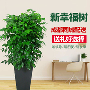 新绿宝幸福树植物办公室室内客厅大型植物盆栽净化空气四季长青