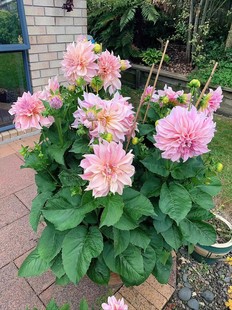 大丽花种球根花卉盆栽庭院鲜花，种子四季种易活花苗大丽菊花地瓜花