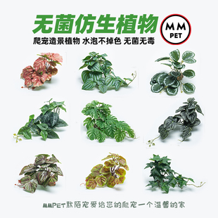 爬宠无菌仿真植物造景雨林缸树蛙角蛙陆龟蜥蜴睫角守宫饲养箱装饰