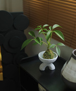 苔藓球盆栽水培植物室内办公桌面，水养绿植净化空气吸甲醛花卉盆景