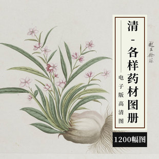 清代各样药材图册外销画水粉画水彩花卉手绘植物图谱中草药高清图