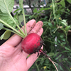 红樱桃萝卜种籽冬季盆栽水果萝卜农家阳台植物四季种植蔬菜籽种子
