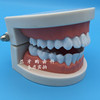 牙科口腔牙齿模型 牙科教学模型假牙模型 标准牙齿模型