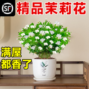 茉莉花苗盆栽重瓣虎头，老桩树苗室内花卉，绿植物四季开花好养栀子花