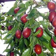 新疆灰枣树苗果树苗红枣，树苗灰枣苗，红珍珠枣当年结果大枣树