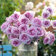 天狼月季紫鸢自育月季，玫瑰大花浓香灌木月季庭院花园