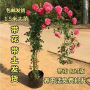 四季开花蔷薇花苗藤本月季爬藤植物庭院浓香大花阳台玫瑰花卉盆栽