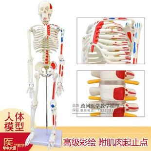 85cm人体骨骼，模型彩色骷髅模型骨架教具