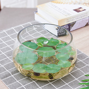 水培植物玻璃瓶透明器皿，绿萝水培容器大号，创意花瓶多功能水养花盆
