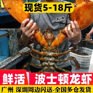 多仓鲜活波士顿龙虾新鲜海鲜，水产特超大10斤青奥澳花龙虾
