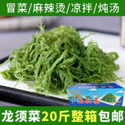 龙须菜新鲜盐渍凉拌海菜海草海藻菜火锅海带苗龙须菜商用21斤整箱