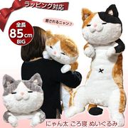 日本正版shiba橘猫公仔，猫咪老师毛绒玩具床上懒人，抱枕男女生礼物