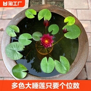 迷你睡莲水培植物四季花卉花，盆栽根块观花水生，碗莲荷花带花苞好养