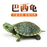 巴西龟宠物龟鳄龟，中华草龟活体黄耳龟水龟，网红观赏乌龟金线龟乌龟