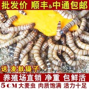 大麦虫活虫蛋白虫鲜活面包虫黄粉虫龙鱼饲料活体八哥画眉鸟食虫子