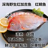 新货东海红鲷鱼鲜活加吉鱼冷冻铜盆鱼深海鱼海鲜水产品1斤2条左右