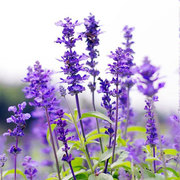 薰衣草盆栽阳台花园庭院熏香味花卉植物带花苞紫花植物净化空气花