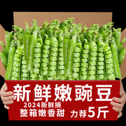 2024新鲜豌豆带壳青豆角云南高原脆甜水果豌豆荚现摘现发蔬菜9斤