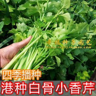 港种黄心白骨小香芹菜种子，潮汕小芹菜唐芹种子，香草种子春秋播