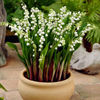10颗带芽铃兰根花苗浓香，小型盆栽绿植耐寒种球风信子室内花卉植物