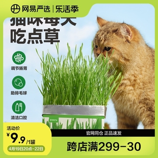 网易严选猫用无土懒人猫草小麦种子猫薄荷盆栽化毛球片零食用品