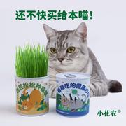 猫草种子盆栽植物罐头小麦育苗盘室内化毛草猫薄荷小猫咪零食儿童
