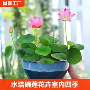 水培植物碗莲花卉室内花好养四季开花种子籽水养荷花盆栽睡莲水生