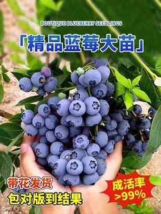 蓝莓树果苗带花果发南北方盆栽庭院阳台种植怡颗蓝莓活苗当年结果